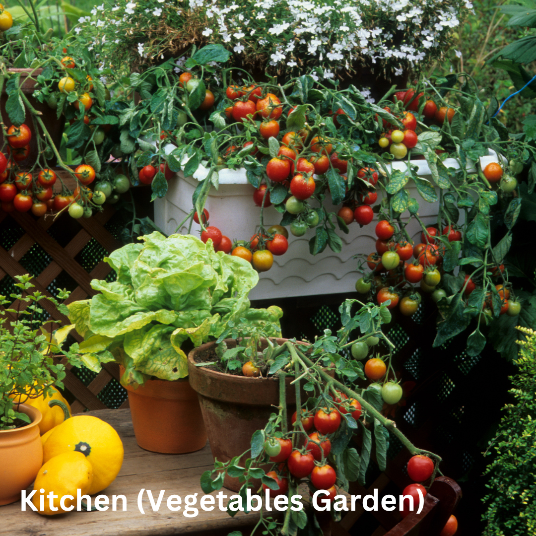 Kitchen(Vegetables Garden)