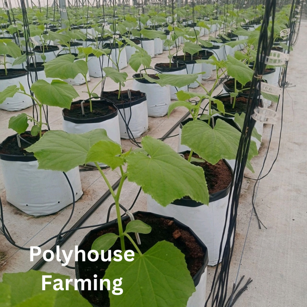 Polyhouse Farming