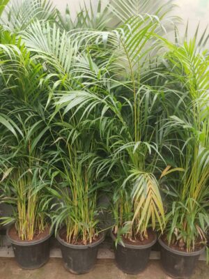 Areca palm-2