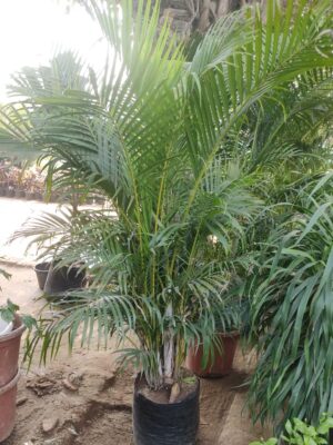 Areca palm big-3