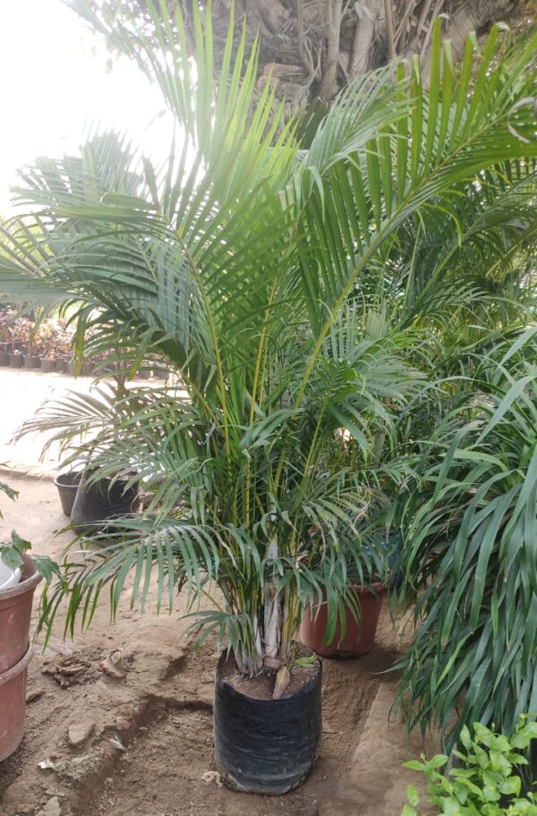 Areca palm big-3